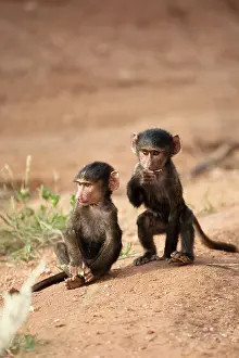 Anubis: Olive Baboon, Papio anubis, a pair of young