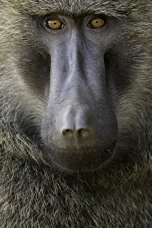 Catarrhini: An Olive Baboon (Papio anubis) rests in the shade