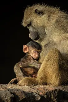 Amboseli: Olive baboon (Papio anubis) and its youngster
