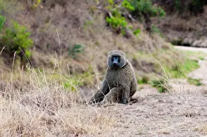 Cynocephalus: Olive baboon (Papio cynocephalus anubis)