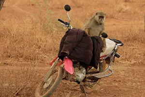 Motorcycle: Olive Baboon sitting on a motorcycle