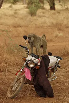 Motorcycle: Olive Baboon sitting on a motorcycle