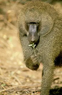 Cynocephalus: Olive baboon - smelling vegetation