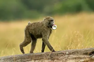 Scavanging: Olive Baboon - walking along fallen tree trunk