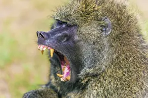 Screaming: Olive Baboon yawning