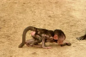 Faeces: Olive Baboon - Young baboon smelling faeces