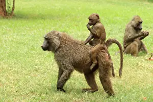 Piggy: Olive Baboon young one riding on mothers back