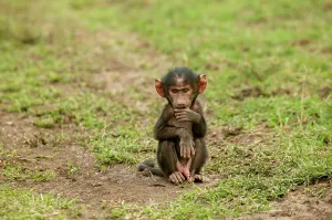 Penis: Olive Baboon - Young sitting alone
