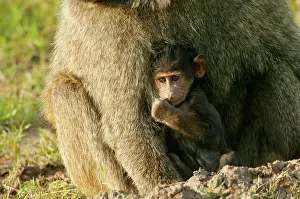 Nervous: Olive Baboons - Baby with parent