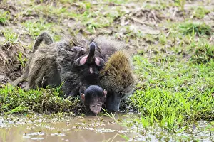 Anubis: Olive Baboons female drinking from pool with baby on back