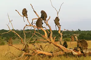 Troops: Olive Baboons - group in fallen tree