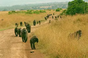 Troops: Olive Baboons - large troop walking, along track