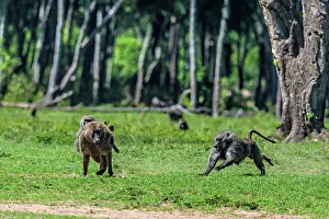 Intruder: Olive Baboons male chasing off intruder