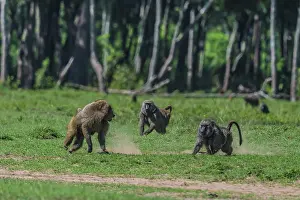 Intruder: Olive Baboons male chasing off intruder