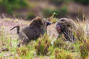 Anubis: Olive Baboons males fighting (one males nose split in two)