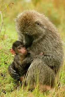 Teets: Olive Baboons - mother feeding baby