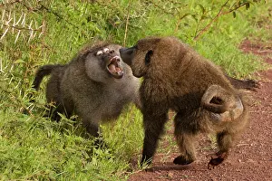Baboons: Olive baboons, Ngorongoro Conservation Area