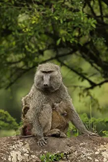 Anubis: Olive baboons, Papio anubis, mother and young, Kenya