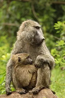 Anubis: Olive baboons, Papio anubis, mother and young, Kenya