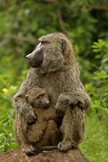 Anubis: Olive baboons, Papio anubis, mother and young, Kenya
