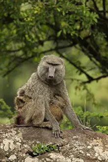 Papio: Olive baboons, Papio anubis, mother and young, Kenya