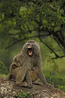 Anger: Olive baboons, Papio anubis, mother and young, Kenya
