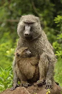 Papio: Olive baboons, Papio anubis, mother and young, Kenya