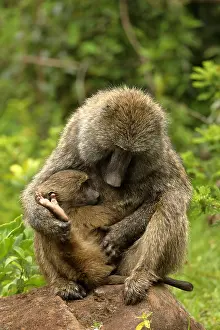 Baboons: Olive baboons, Papio anubis, mother and young, Kenya