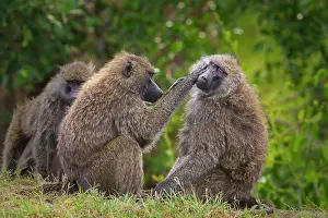 Company: Two olive baboons (Papio anubis) mutual grooming