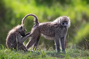 Olive: Two olive baboons (Papio anubis) mutual grooming