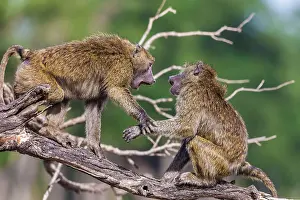 Arguing: Olive Baboons quarrelling