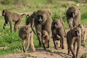 Troop: Olive Baboons - troop