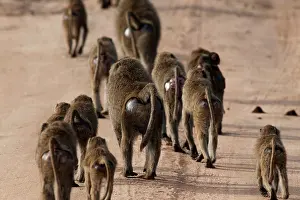 Troop: Olive Baboons - troop walking down track - rear view