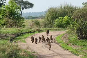 Troop: Olive Baboons - troop walking down track - rear view