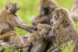 Anubis: Olive Baboons young with mother