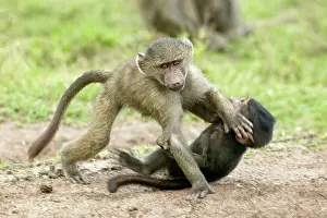 Bullying: Olive Baboons - Young play fighting