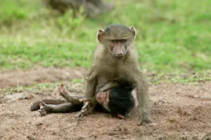 Bullying: Olive Baboons - Young playing together