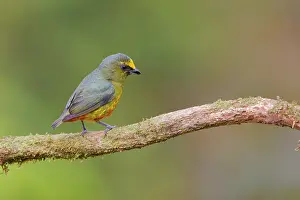 Euphonia: Olive-backed Euphonia Euphonia gouldi Boco Tapada, Costa Ric