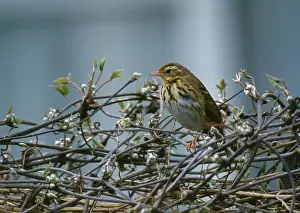 Pipits: Olive-backed / Indian Tree Pipit