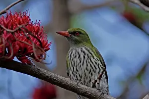 Oriole: Olive-backed Oriole