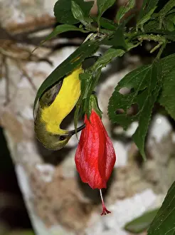 Frenatus: Olive-backed Sunbird