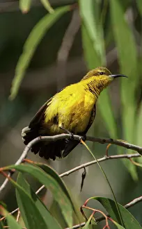 Townsville: Olive-backed Sunbird