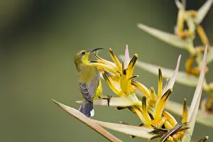 Olive: Olive-backed Sunbird - female feeding on Heliconia