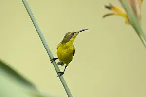 Olive: Olive-backed Sunbird - female feeding on Heliconia