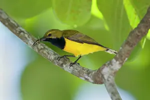 Sunbirds: Olive-backed Sunbird - male adult sitting on a