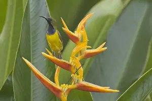 Olive: Olive-backed Sunbird - male feeding on Heliconia