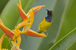 Olive: Olive-backed Sunbird - male feeding on Heliconia