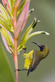 Olive: Olive-backed Sunbird - male feeding on Heliconia