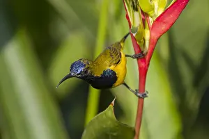 Olive: Olive-backed Sunbird - male feeding on Heliconia