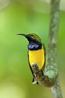 Sunbirds: Olive-backed / Yellow-bellied Sunbird - colourful male